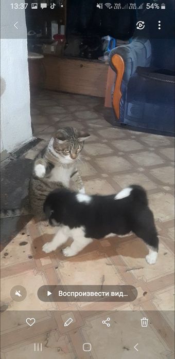 Отдам бесплатно шенка