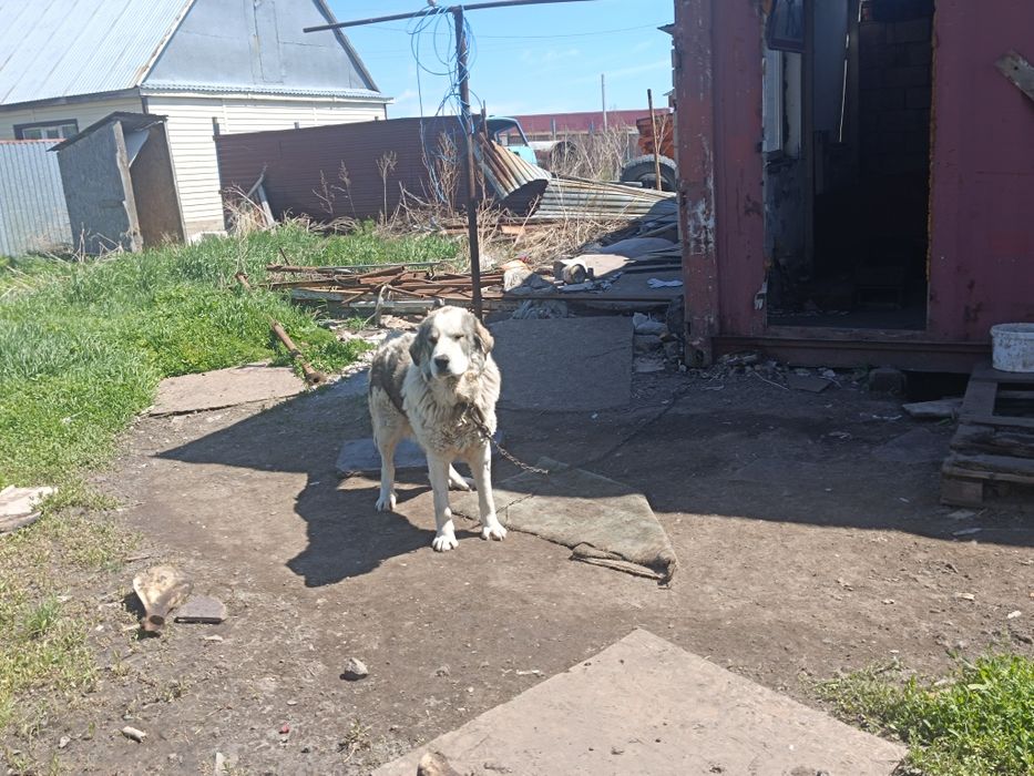 Алабай молодой и воспитанный