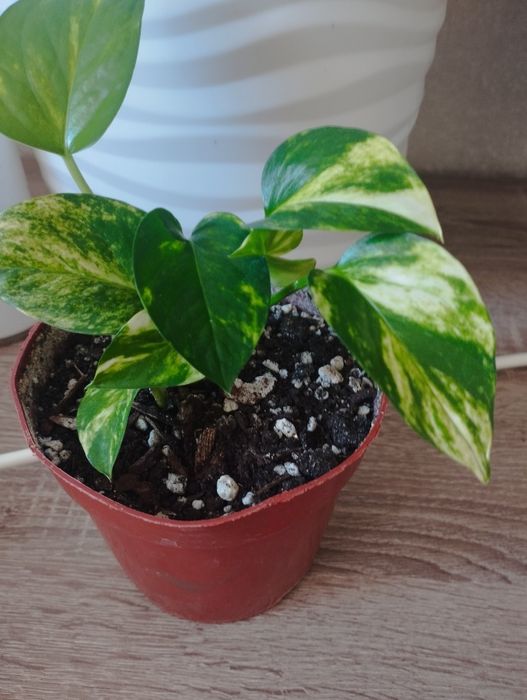 Комнатные растения, район Евразии