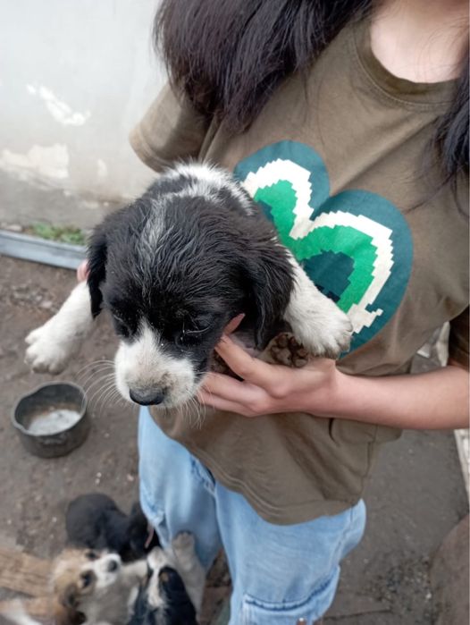 Отдам щенков в добрые руки