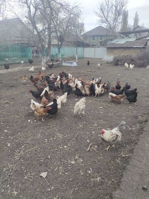 Продам петухов домашных