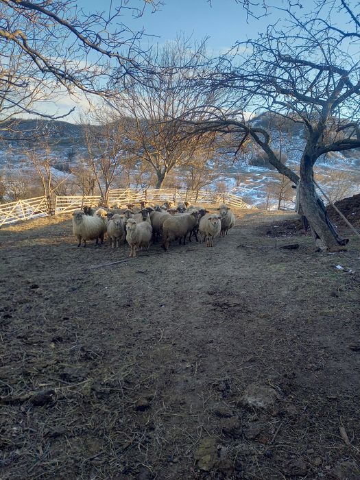 Oi de vinzare  gestante