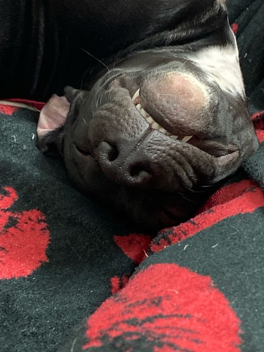 продам, пит бультерьер