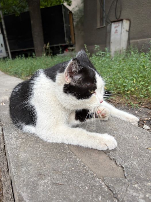 Котик  очень ласковый игривый