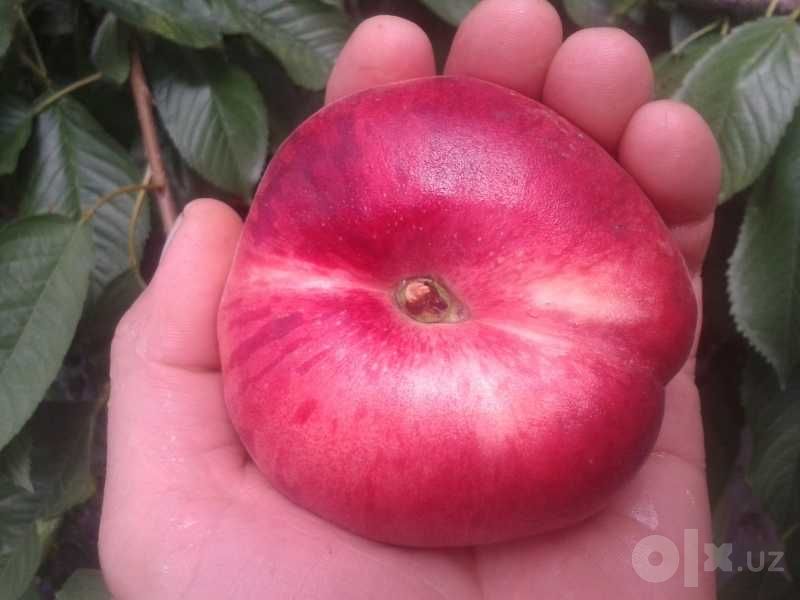 Шафтоли кўчатлар | Shaftoli ko‘chatlar | нектарин | тукли шафтоли |