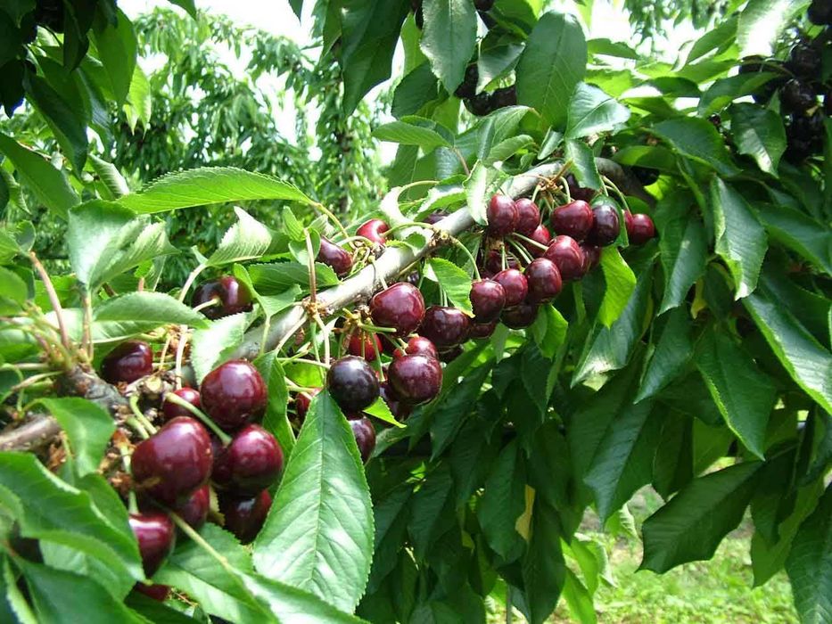 Гилос, Шафтоли, Ўрик, Нок