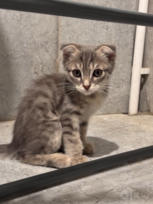 Шотландские вислоухие котята