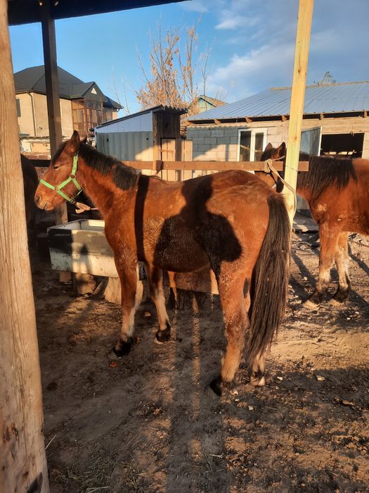 Тяж тай сатылады