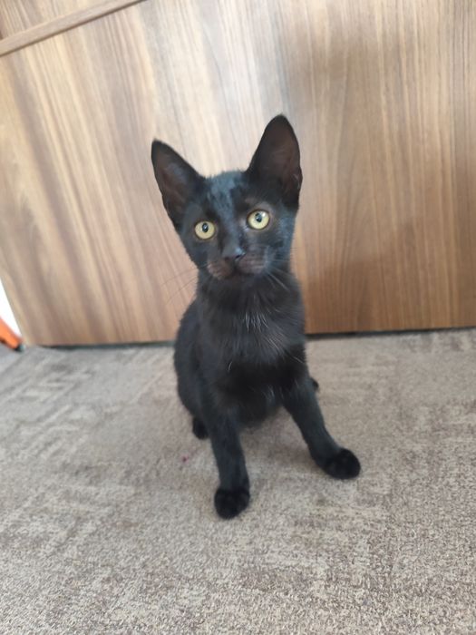 Adopție pisicuțe și pisoi