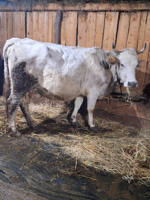 Vând 2 vaci  gestante