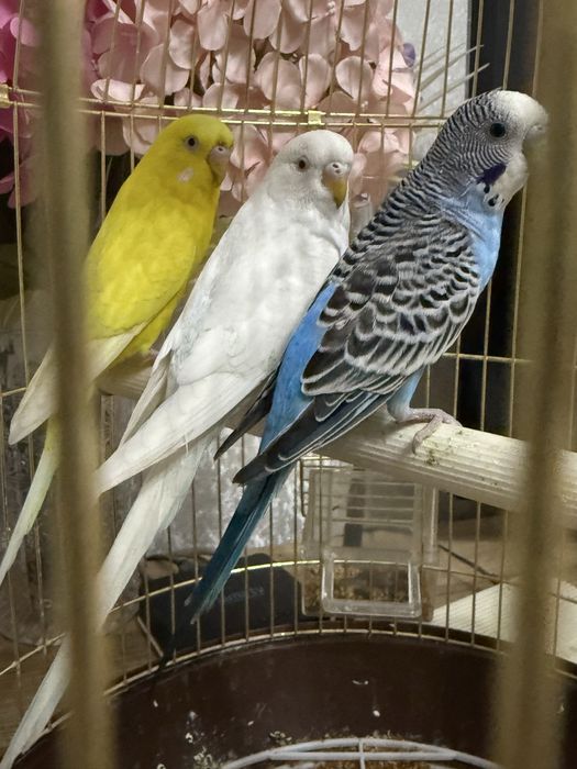 Продается 4 попугая с клеткой.