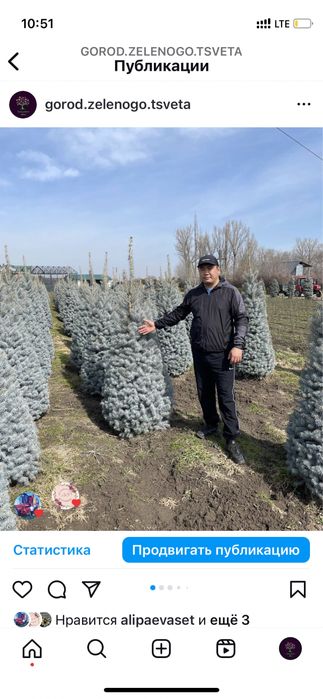 Ели голубые,зеленые