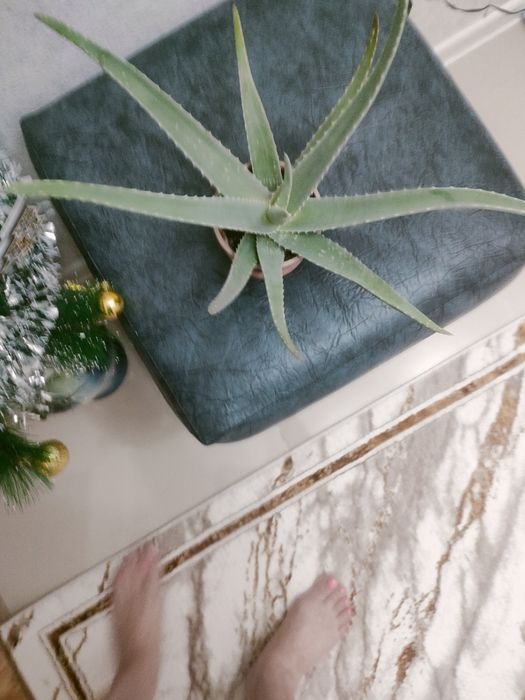 Комнатное Алоэ - вера