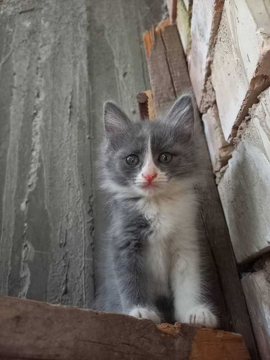 Siamskiy mushu 3 ta bolasi bn