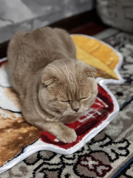 Кот Скотиш фолд мальчик