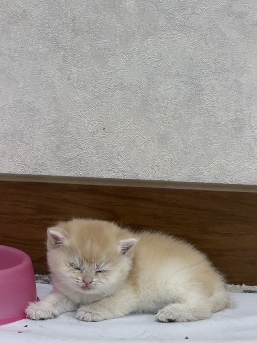 Mushuk 1 oylik. zoti toza. Ota onasi privaznoy.