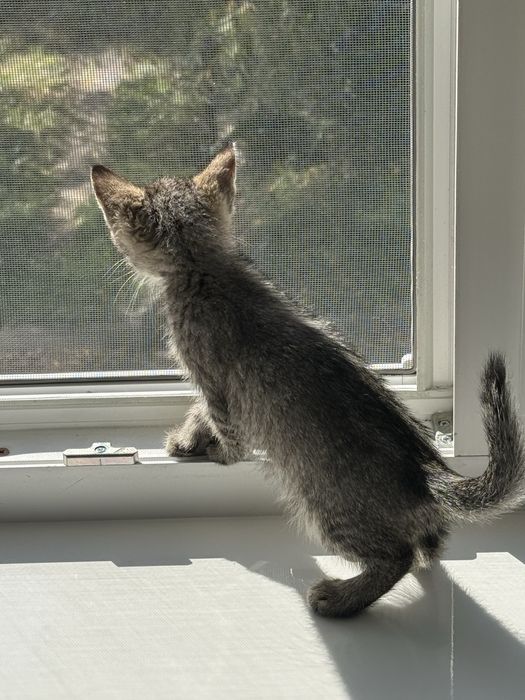 Отдам котят бесплатно