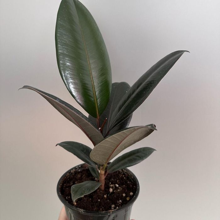 Фикус и другие цветы