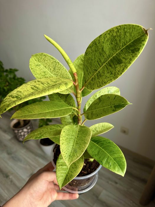 Фикус шривериана