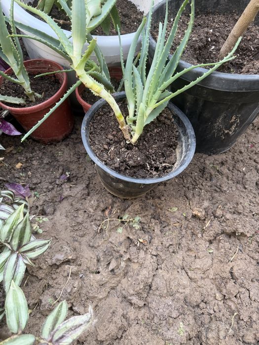 Aloe osimligi tuvakda
