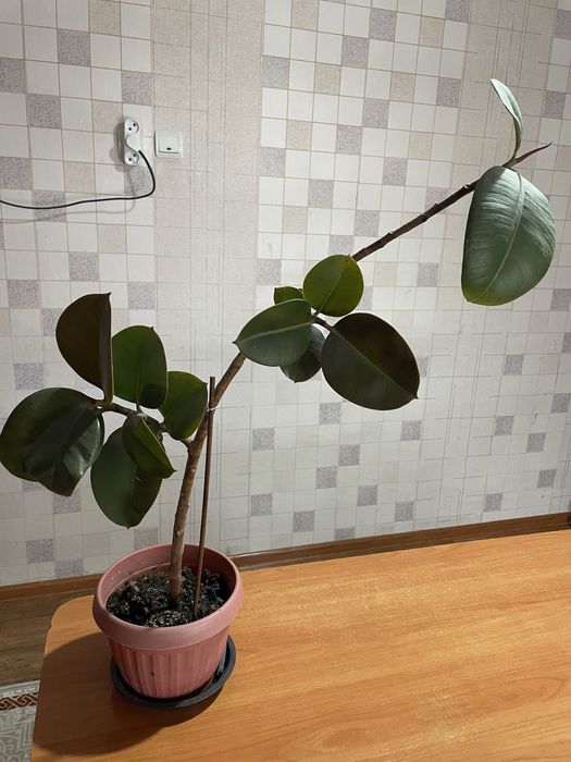 Фикус каучуконосный