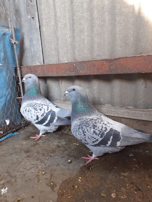 Porumbei standard romanesti de frumusete