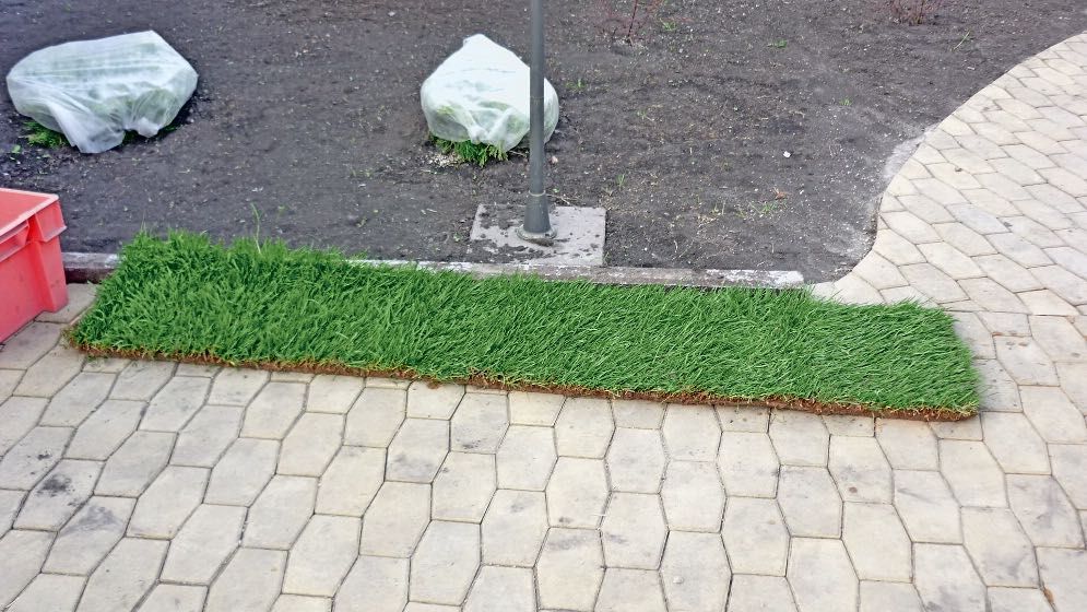 Рулонный газон доставка и укладка за один день