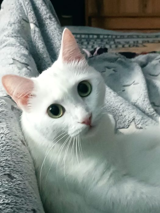 Отдам кошку 2 года