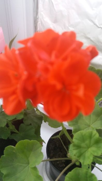 Сортовые пеларгонии.