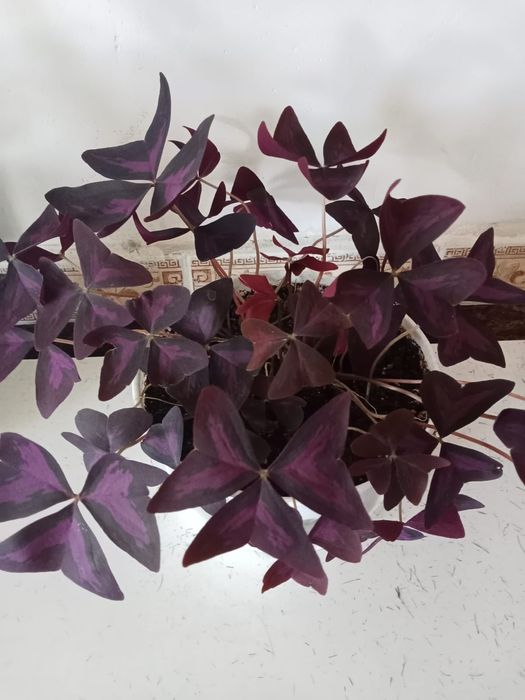 Продам цветы комнатные