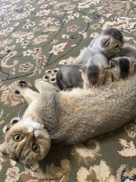 Avtobus Anal Seksni Onlayn tomosha qiling