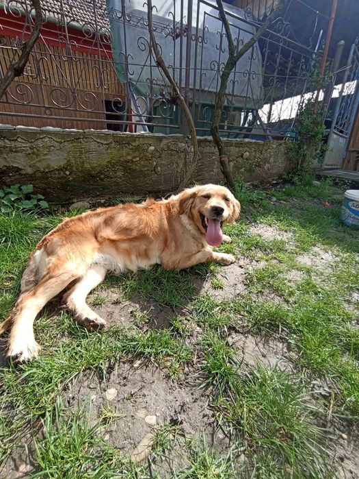 Baietel de golden cu pedigree