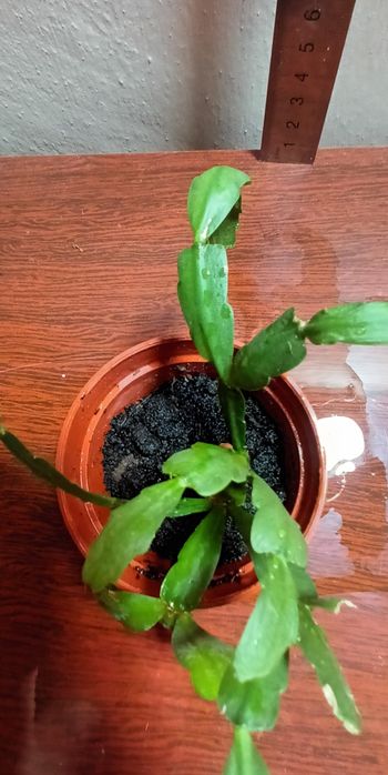 Камнатное растение Декабрист