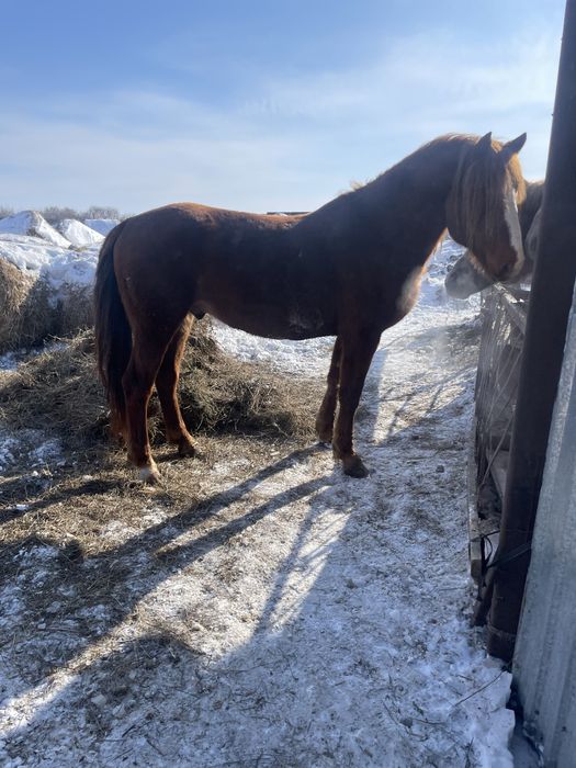 Продам жеребца на племя 8 лет