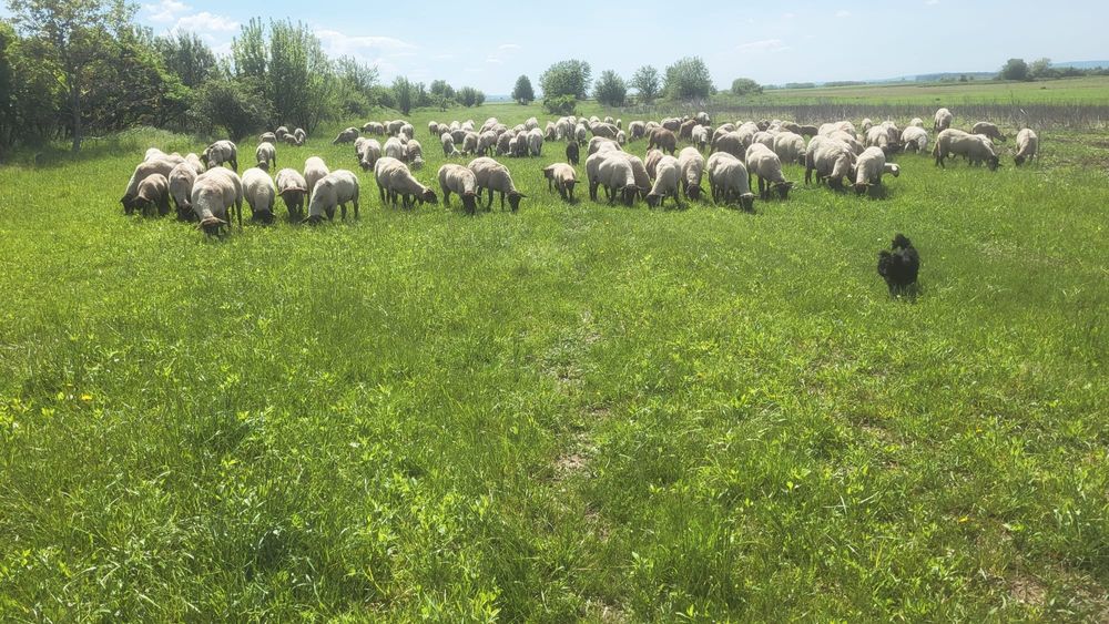 Oi suffolk, cu certificat de origine