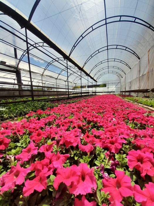 Бархатцы Петуния Сальвия