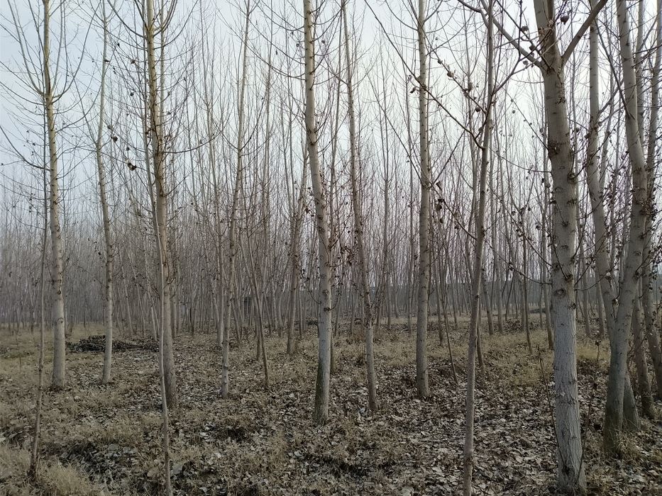 Kaliforni teraklar sotiladi 800 tupcha bor