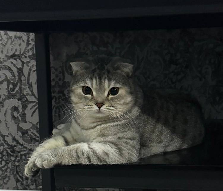 Продаётся кот. Шиншилла - Скотиш