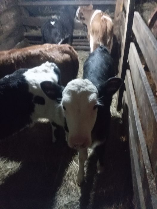 Продам телят нынешних