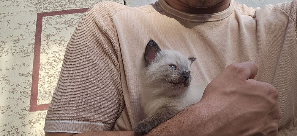 Siam mushukchalari – 60 kunda topshiriladi!