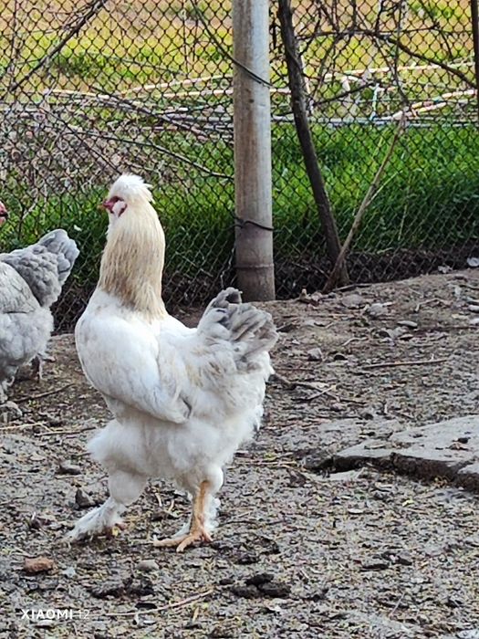 Младо петле на 7 месеца