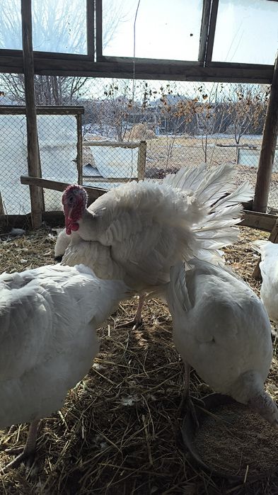 Индюки қоразы сатылады