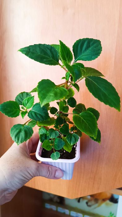 Бальзамины махровые