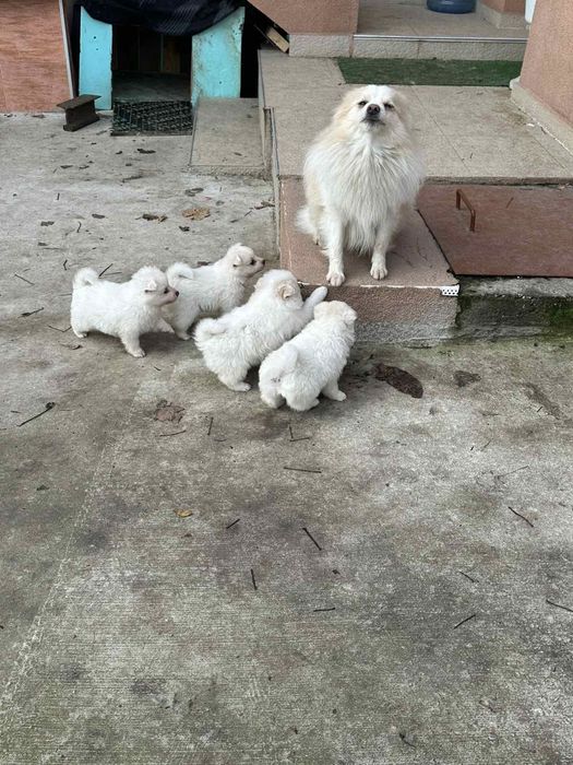 Среден немски шпиц