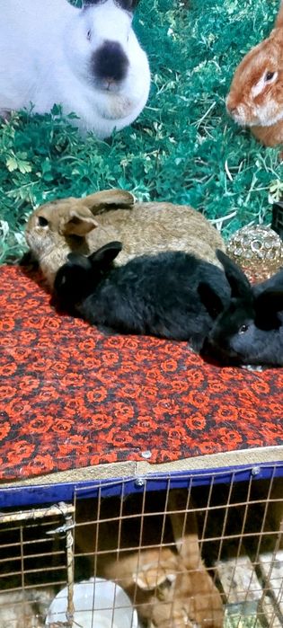 Коян Кролики екі баласымен