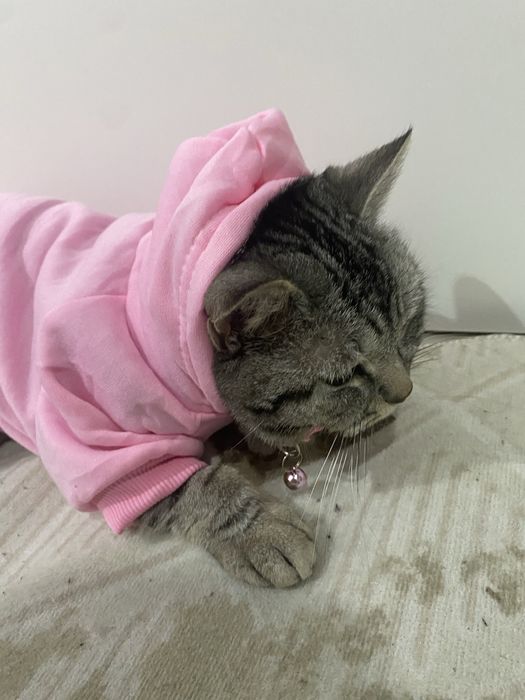 кот британский короткошерстный