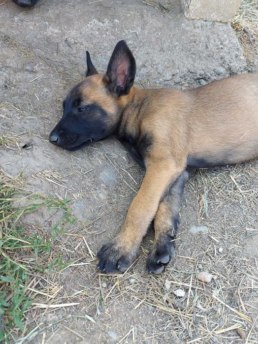 Caine de pază malinois