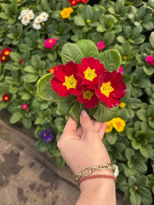 Primula la super pret