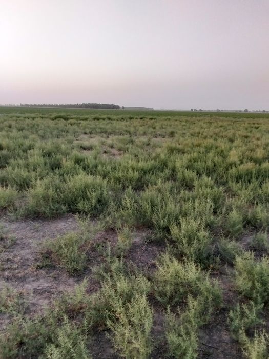 Жер сатылады суармалы