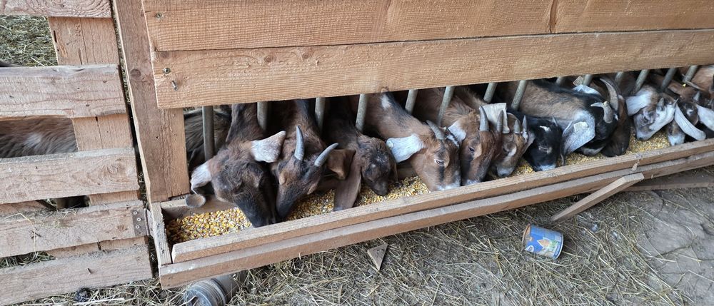 Capre anglo nubiene cu pedigree